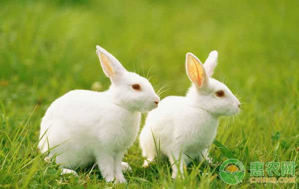 肉兔多少钱一斤？9月21日部分地区肉兔价格