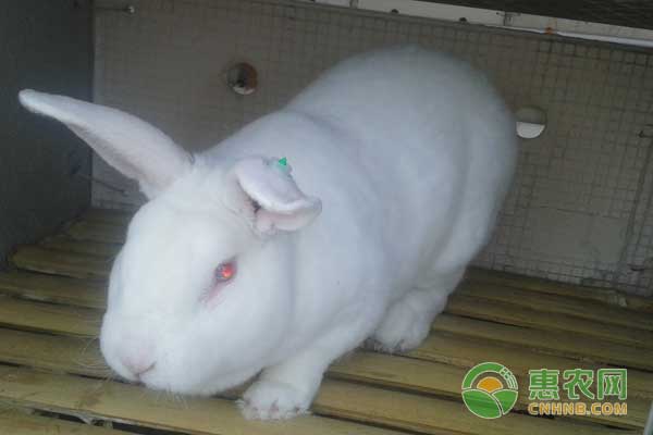 肉兔多少钱一斤？本周活兔和兔产品价格行情
