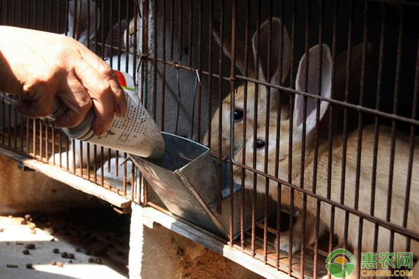 2019兔子养殖赚钱吗