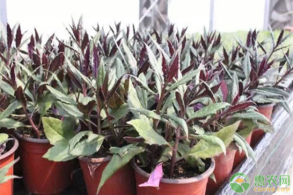 紫背天葵种植方法