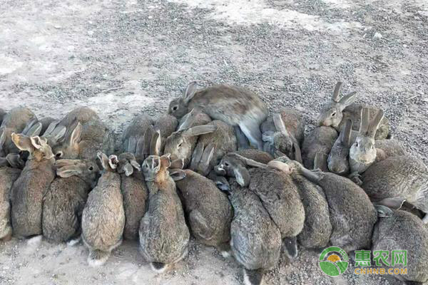 养殖思麻兔赚钱吗？思麻兔的养殖前景与利润分析