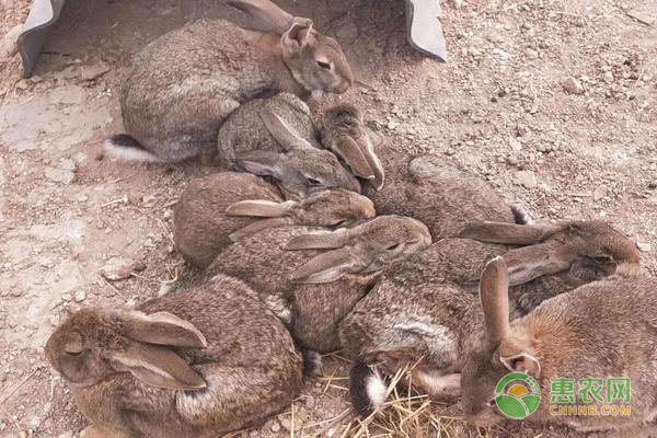 养殖思麻兔赚钱吗？思麻兔的养殖前景与利润分析